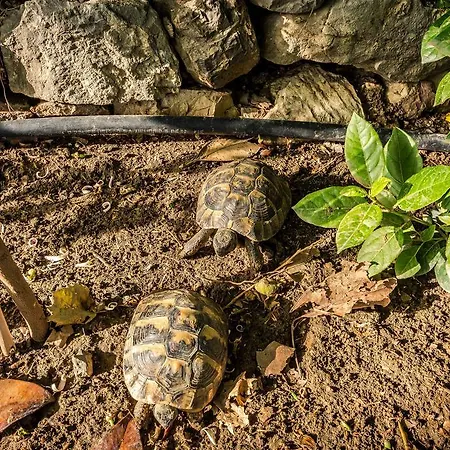 τα πιθάρια Πελασγία