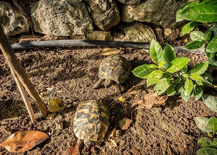 τα πιθάρια Πελασγία